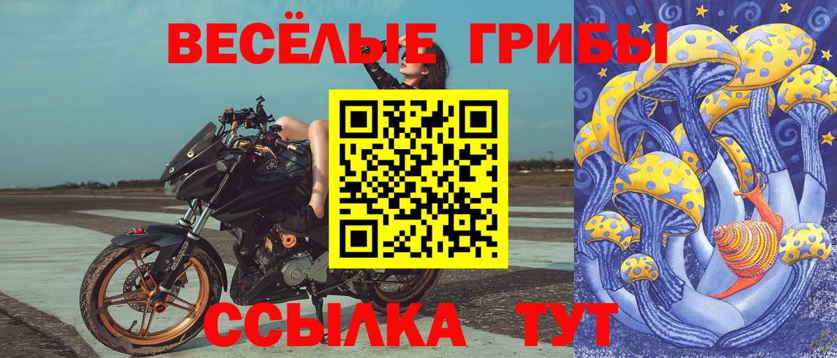 что такое   Вход с VPN  Курганинск  Галлюциногенные грибы Psilocybine cubensis 